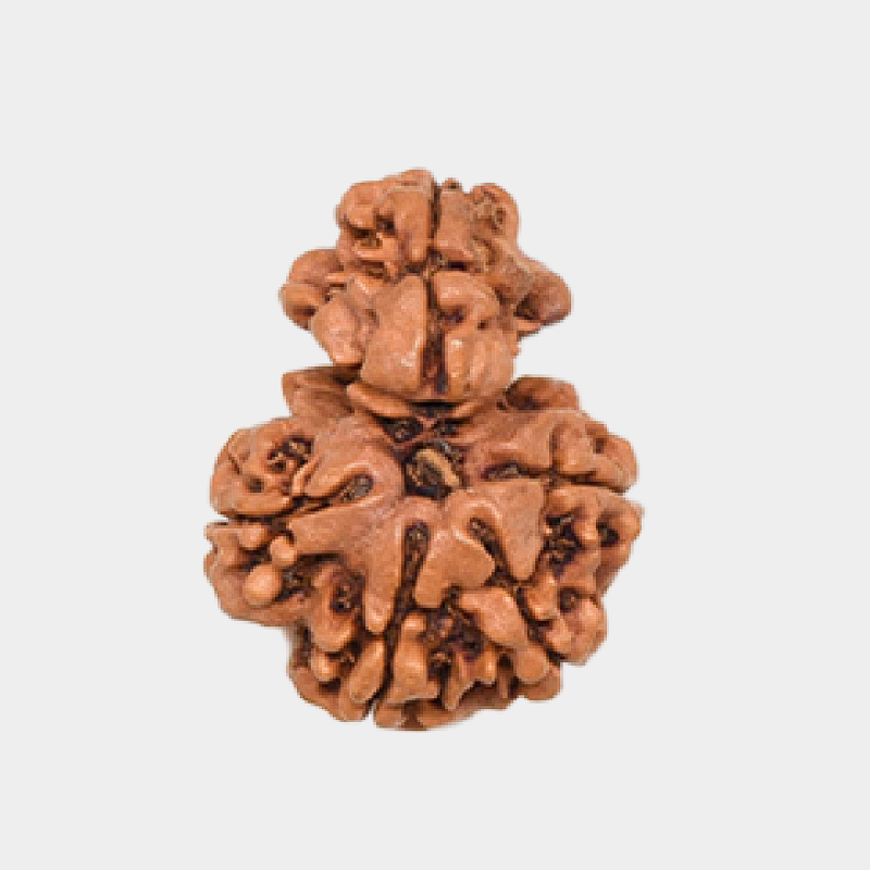 1 Mukhi - Image 2