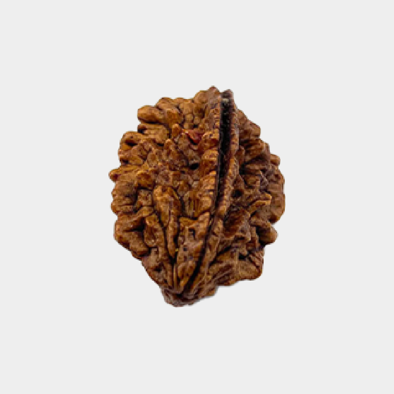 2 Mukhi