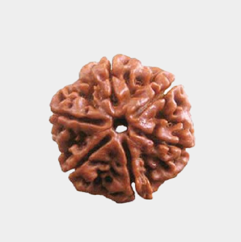 6 Mukhi