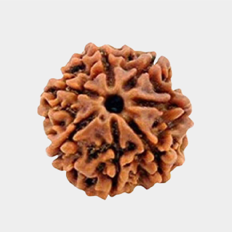 7 Mukhi