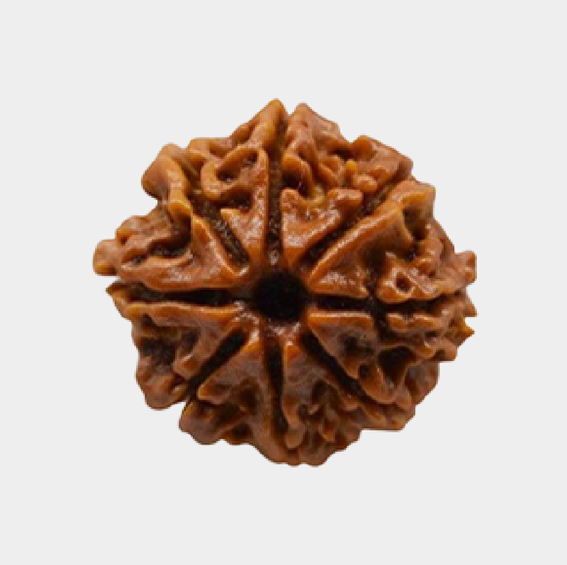 8 Mukhi