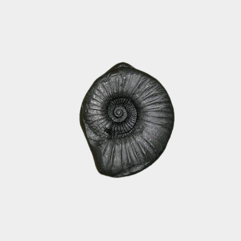 Kalki Shaligram