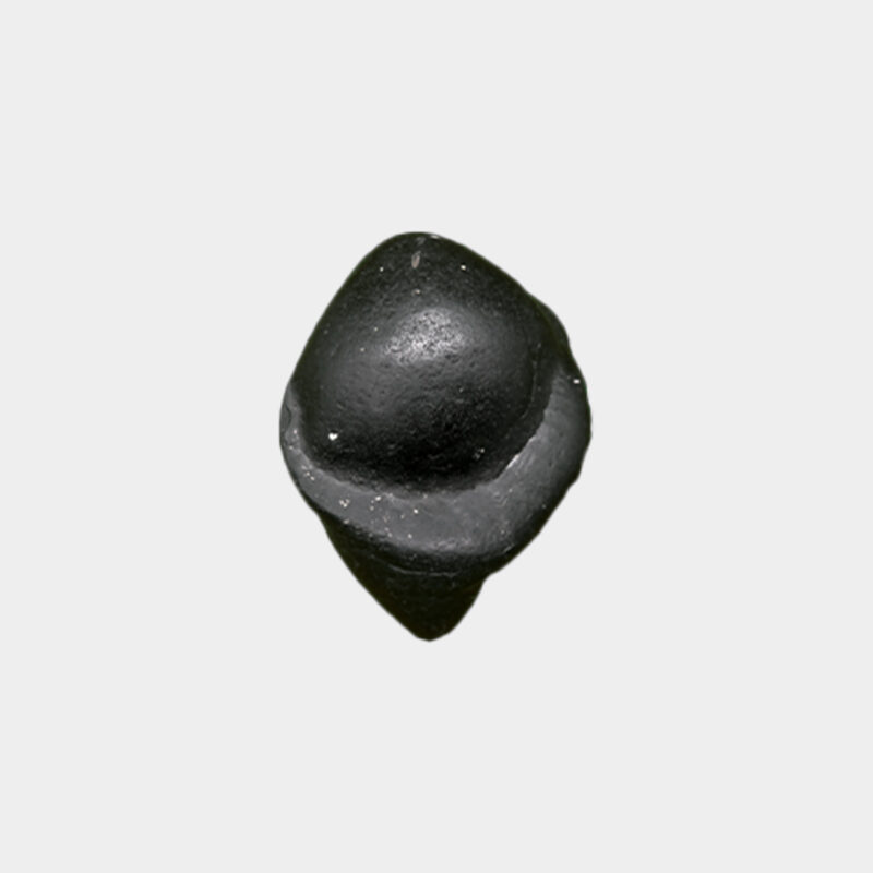 Kurma Shaligram