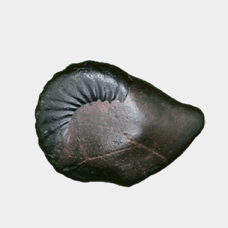 Varaha Shaligram